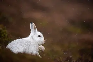 Winter Coat Prints: Mountain hare (Lepus timidus) in winter coat