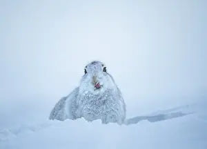 Winter Coat Prints: Mountain hare (Lepus timidus) in winter coat