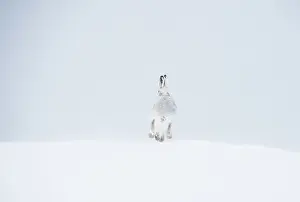 Winter Coat Prints: Mountain hare (Lepus timidus) in winter coat
