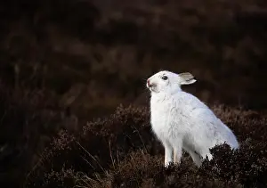 Winter Coat Prints: Mountain hare (Lepus timidus) in winter coat