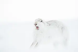 Winter Coat Prints: Mountain hare (Lepus timidus) in winter coat