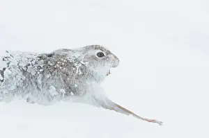 Winter Coat Prints: Mountain hare (Lepus timidus) in winter coat