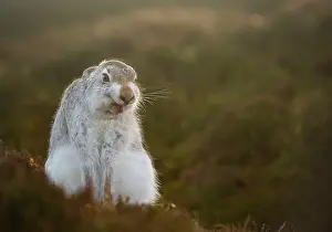 Winter Coat Prints: Mountain hare (Lepus timidus) in winter coat