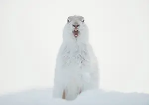 Winter Coat Prints: Mountain hare (Lepus timidus) in winter coat