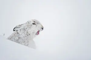 Winter Coat Prints: Mountain hare (Lepus timidus) in winter coat