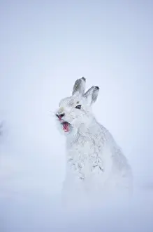 Winter Coat Prints: Mountain hare (Lepus timidus) in winter coat