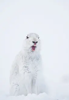 Winter Coat Prints: Mountain hare (Lepus timidus) in winter coat
