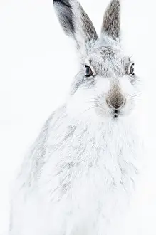 White Background Prints: Mountain hare (Lepus timidus) in winter coat