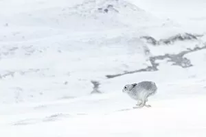 Images Dated 16th January 2015: Mountain hare (Lepus timidus) in winter coat running across snow-covered upland, Scotland, UK