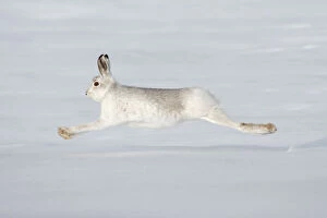 Images Dated 25th January 2010: Mountain hare (Lepus timidus) in winter coat running across snow, stretched at full length