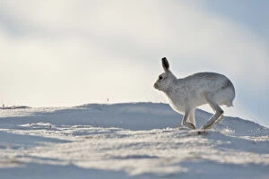 Images Dated 21st February 2010: Mountain hare (Lepus timidus) in winter coat running across snow, Scotland, UK, February