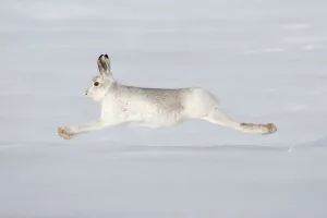 Lagomorphs Prints: Mountain hare (Lepus timidus) in winter coat running across snow, stretched at full length