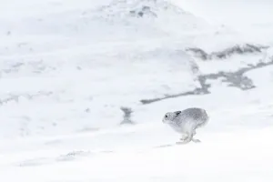 Mountain hare (Lepus timidus) in winter coat running across snow-covered upland, Scotland, UK