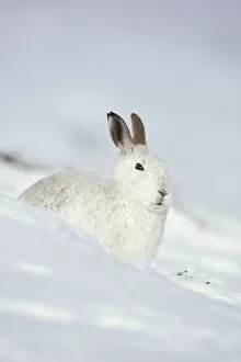 Images Dated 21st February 2010: Mountain hare (Lepus timidus) in winter coat sitting in the snow, Scotland, UK, February
