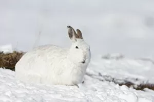 Mountain hare (Lepus timidus) in winter coat in snow, Scotland, UK, February