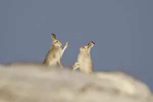 Images Dated 7th January 2011: Mountain Hares (Lepus timidus) boxing in winter. Cairngorms National Park, Scotland, UK, January