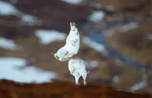 Jumping Prints: Mountain hares (Lepus timidus) pair