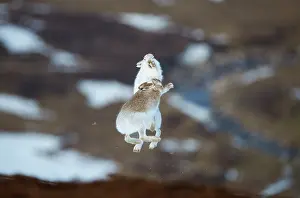 Jumping Prints: Mountain hares (Lepus timidus) pair