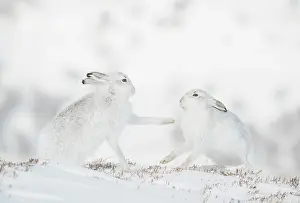 Face To Face Prints: Mountain hares (Lepus timidus) pair