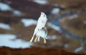 Jumping Prints: Mountain hares (Lepus timidus) pair