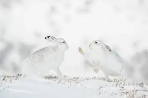 Face To Face Prints: Mountain hares (Lepus timidus) pair