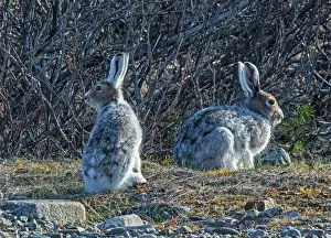 Winter Coat Prints: Mountain hares (Lepus timidus) pair