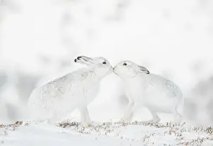 Face To Face Prints: Mountain hares (Lepus timidus) pair in winter coat
