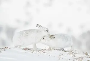 Mountain hares (Lepus timidus) pair in winter coat, nuzzling in snow, Cairngorms National Park, Scotland, UK. February