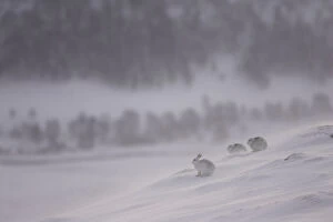 Mountain hares (Lepus timidus) resting in the snow in winter, Cairngorms National Park