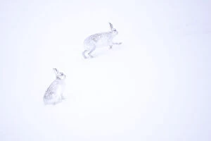 July 2022 Highlights Collection: Two Mountain hares (Lepus timidus) running in deep snow, Monadhliath Mountains, Highlands