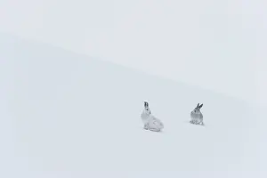 Winter Coat Prints: Two Mountain hares (Lepus timidus) sitting on a snow slope high in the mountains