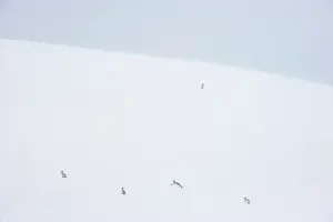 Five Animals Prints: Five Mountain hares (Lepus timidus) on a snow slope high in the mountains