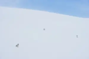 Summer Coat Prints: Three Mountain hares (Lepus timidus) on a snow slope high in the mountains