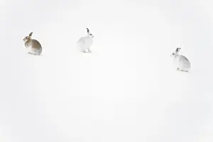 Winter Coat Prints: Three Mountain hares (Lepus timidus) on a snow slope high in the mountains