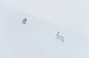 Winter Coat Prints: Two Mountain hares (Lepus timidus) on a snow slope high in the mountains