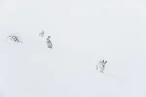 Winter Coat Prints: Three Mountain hares (Lepus timidus) on a snow slope high in the mountains in a blizzard