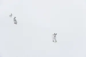Winter Coat Prints: Three Mountain hares (Lepus timidus) on a snow slope high in the mountains in a blizzard
