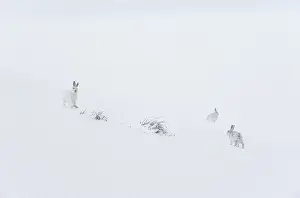 Winter Coat Prints: Three Mountain hares (Lepus timidus) on a snow slope high in the mountains in a blizzard