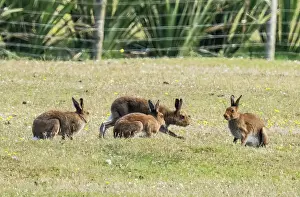 Leporidae Prints: Four Mountain hares (Lepus timidus) socialising together on mahair pasture