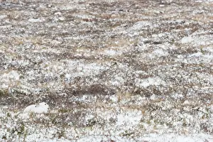 Moors Prints: Two Mountain hares (Lepus timidus) in winter coat