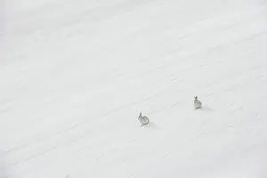 Winter Coat Prints: Two Mountain hares (Lepus timidus) in winter coat