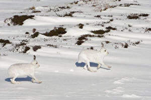 2020VISION 1 Gallery: Two Mountain hares (Lepus timidus) in winter coats, running over snow, Cairngorms NP