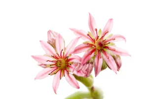 Crassulaceae Prints: Mountain houseleek (Sempervivum montanum) close-up of two flowers