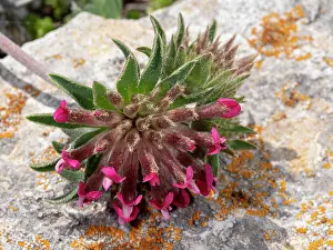 Gargano Prints: Mountain kidney vetch (Anthyllis montana) in flower on limestone rock