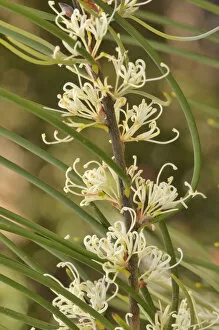 Mountain needlebush (Hakea lissosperma). Tasmania, Australia. November