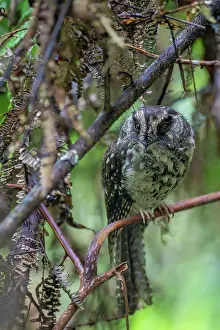 Oceania Prints: Mountain owlet-nightjar (Aegotheles albertisi) perched in tree