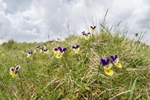 Mountain pansy (Viola lutea) on Widdybank Fell in Upper Teesdale, Co