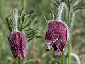 Ranunculaceae Prints: Mountain pasque flower (Pulsatilla montana) in flower on hillside, Abruzzo, Italy. May