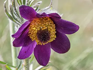 Ranunculaceae Prints: Mountain pasque flower (Pulsatilla montana) in flower on hillside, Abruzzo, Italy. May