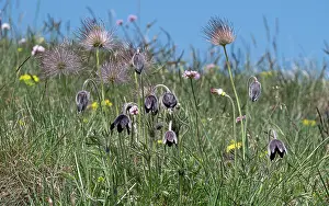 Ranunculaceae Prints: Mountain pasque flower (Pulsatilla montana) flowers and seedheads on hillside